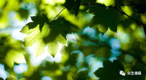 夏日炎炎， 树木依旧翠绿开花