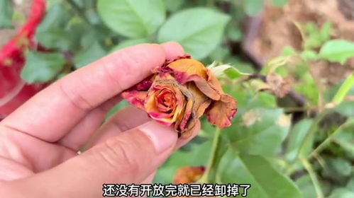 玫瑰苗长白霉，如何有效清除