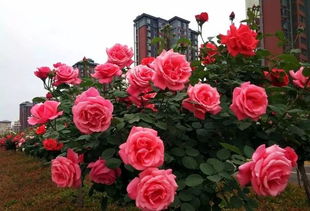 适合哪些气候和土壤？