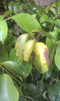 幸福树叶子发黄干枯的诡异现象解析