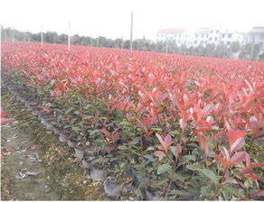 大叶女贞， 偏爱排水良好的土壤