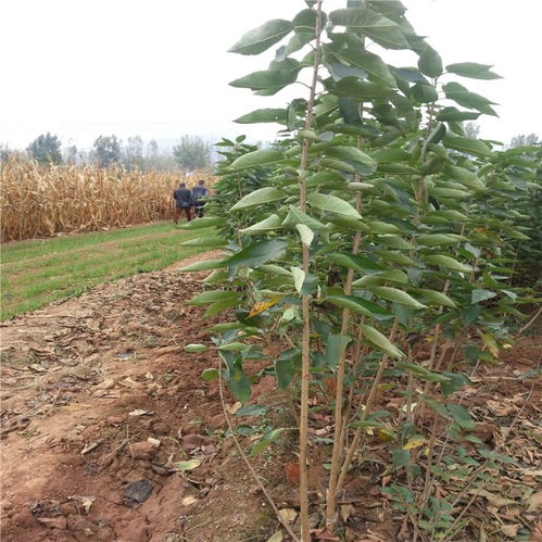 五、 南高丛蓝莓的优质品种