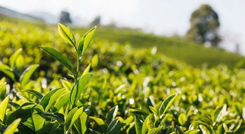 种茶不打农药，这可是个大难题啊！