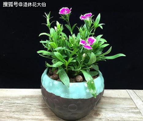 那些要注意的花草