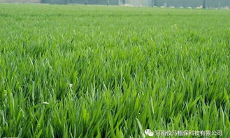 麦护喜与麦旺喜：小麦田除草剂的选择大揭秘