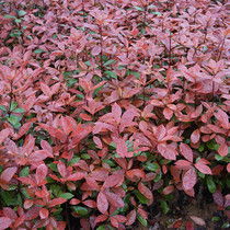 红叶石楠树苗的价格波动