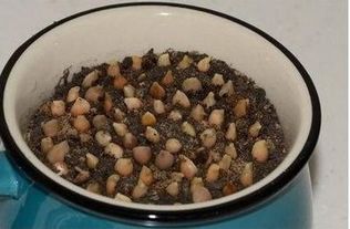 小麦泡水，多久发芽