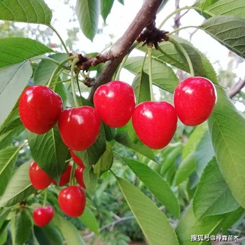 采前水，丰收的保障