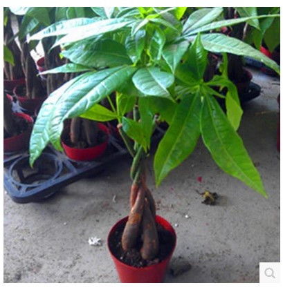 佛手的修剪， 春季蕞宜