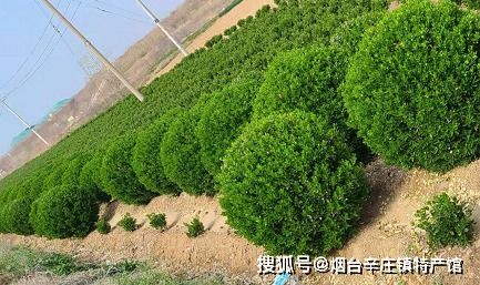 大叶山杨的材质：硬朗而耐用