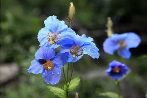 柳穿鱼花养殖，先了解土壤和光照
