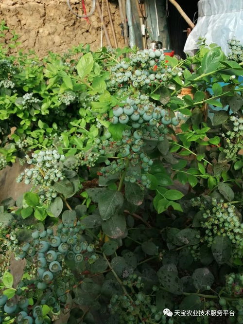 施药时机要讲究