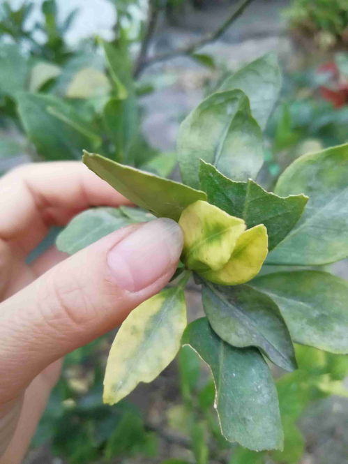 茶花叶子没黄就落了，是得了什么怪病