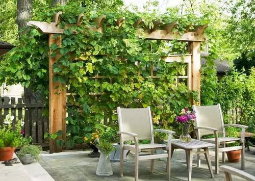 北京楼间距不足， 选对耐阴耐寒植物是关键