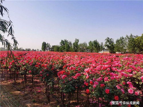 月季花开，香气袭人