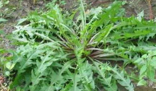 选对草种， 省钱又省心