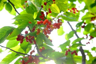 低温处理与休眠期