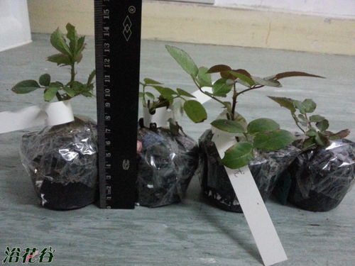 guan与月季苗的价格与品种