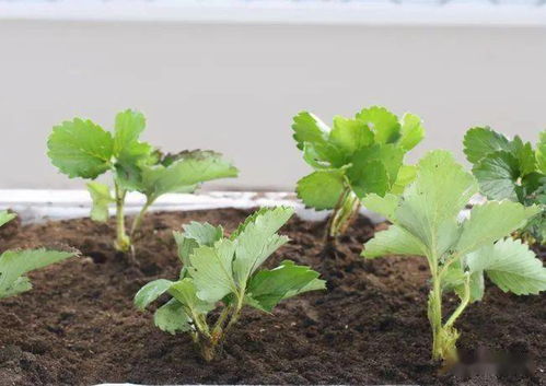 甜瓜定植后，速生根技巧分享