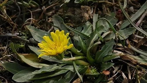 技术层面 盐碱地改良技术让新疆、内蒙古等地的牧草亩产提升40%