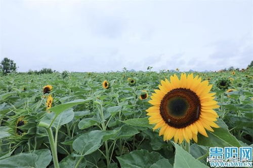 “小米花：植物界的黄金精灵，惊艳绽放！”