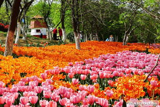 冬季赏梅好去处，你去了吗？