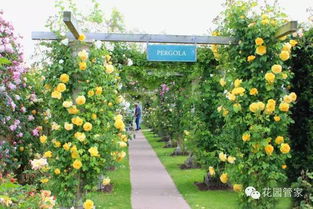 藤本月季修剪：让枝条绽放均匀之美