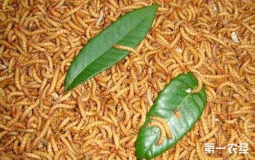 黄粉虫与黑粉虫：两种昆虫