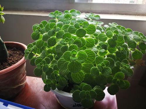 给多肉换盆，选个新家的小攻略