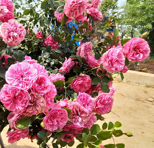 浇水次数， 还需根据实际情况调整