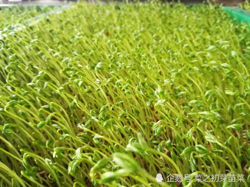 “如何通过全面掌握芽苗菜种植技术