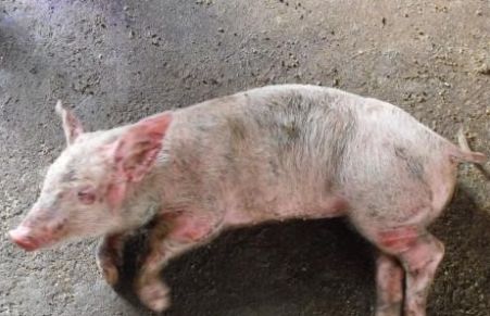 如何有效防控人畜共患猪旋毛虫病检疫要点？