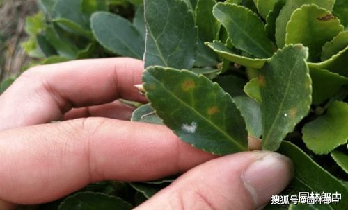 茜之塔烂根后如何补救养护，才能让植物恢复生机
