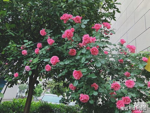 月季中的硬汉：科德斯庆典的耐性