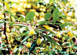 南方特有的名贵树种