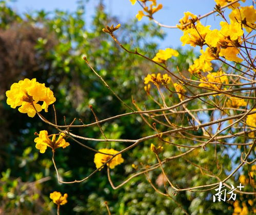 那黄花风铃， 黄得让人心动
