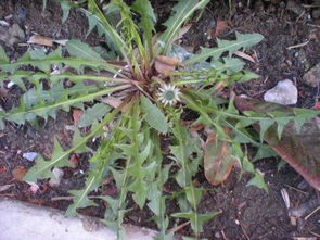 蒲公英幼苗的初探