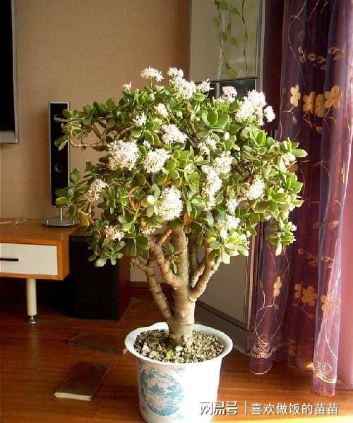 雪莲家庭种植需要哪些关键条件才能保证其生长和开花