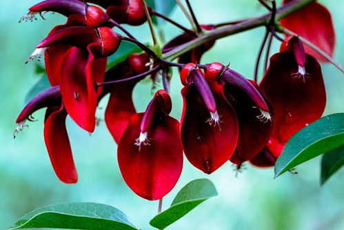 花色独特， 犹如火炼