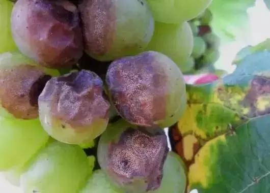 防治酸腐病和喷克的使用