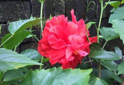揭秘扶桑花叶子变黄之谜：畜牧领域不容忽视的常见现象