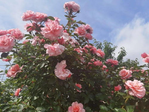 月季花， 乡村名片