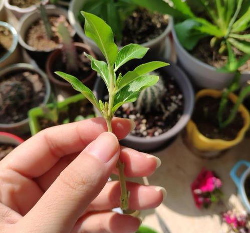 春季剪根扦插，易开花爆款花卉推荐