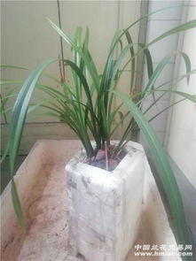 兰盆选择，堪兰花习性