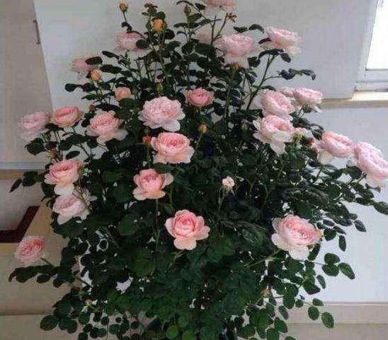 月季网套的作用之二：延长花期， 保持朵型