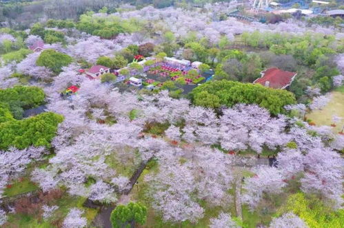 樱花， 那个粉嫩的世界
