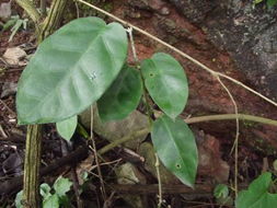 藤本植物的世界，你了解多少？