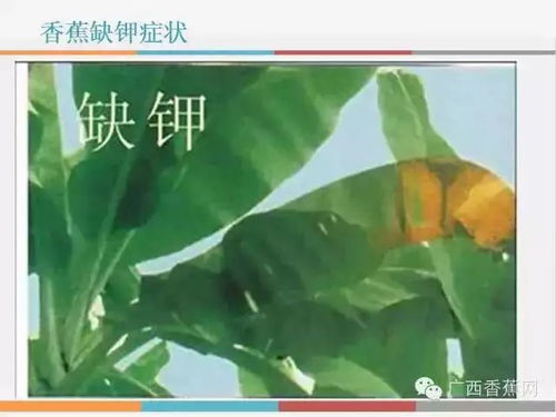 农药使用指南：浓度要刚刚好