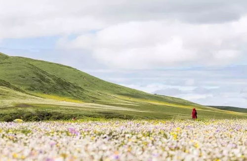适合高原的牧草品种有哪些 耐寒耐旱的饲草草种
