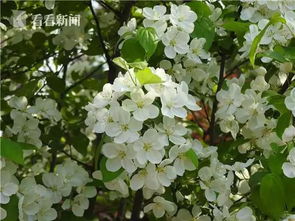 球形植物如球兰、球根海棠，好养易成活